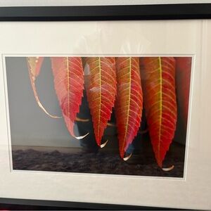 Red and Black Autumn Photography Art